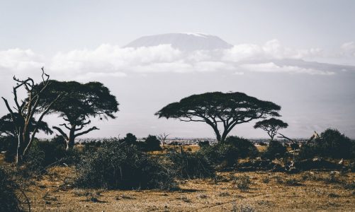 African landscape with mountain and trees