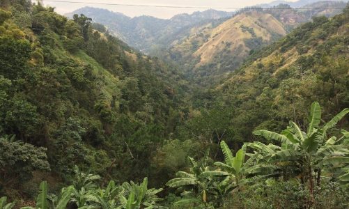 What Is Jamaican Blue Mountain Coffee?