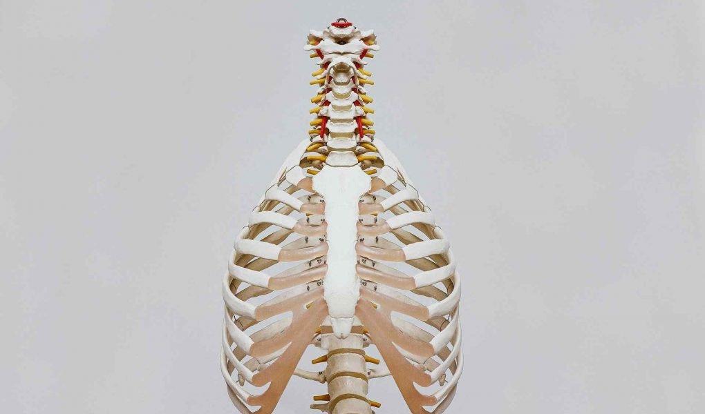 spinal column