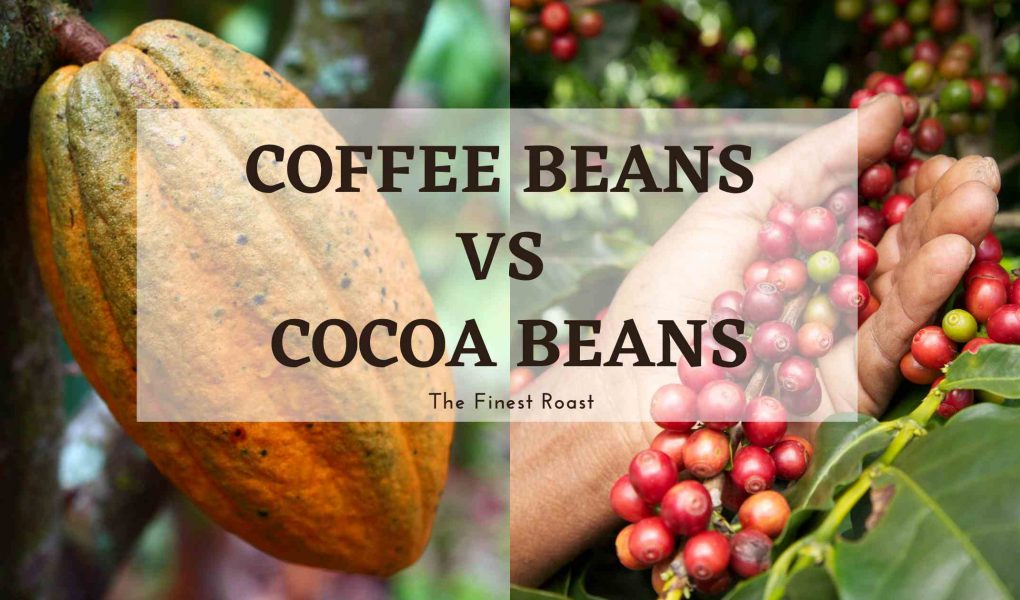 coffee beans vs cocoa beans
