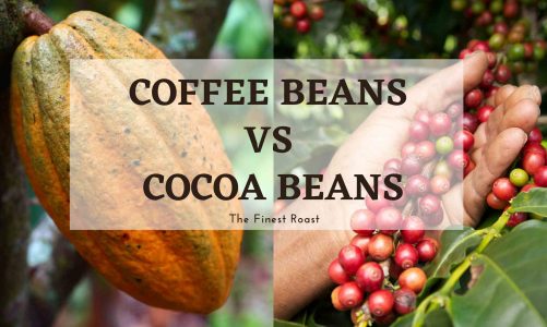 coffee beans vs cocoa beans