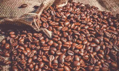 Do Coffee Beans Go Bad? | Tips to Keep Them Fresh
