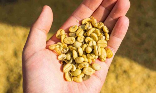 What Are Robusta Coffee Beans?
