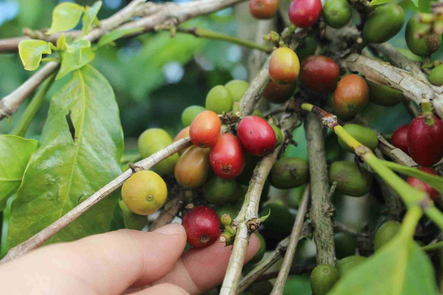 How Is Coffee Harvested - The Finest Roast